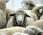 sheep  milk   powder   manufacturer 