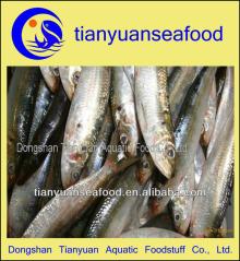 Good quanlity frozen sardines with cheap price (Sardinops melanostictus)