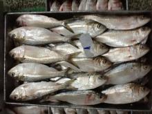 FROZEN SARDINE FISH