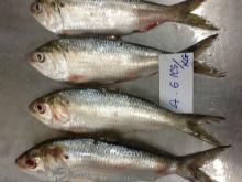 FROZEN SARDINE FISH of ALO SEAFOOD CO.,