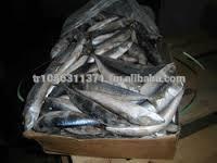 Sardines, horse mackerel, canned sardines in oil