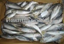 Available Cheap Frozen Fresh Sardines, horse mackerel, canned sardines in oil