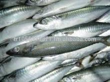 Frozen Fresh Sardines, horse mackerel, canned sardines in oil