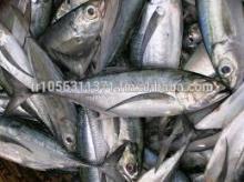 Cheap Frozen  Fresh   Sardines , horse mackerel, canned  sardines  in oil
