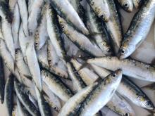Frozen Sardines (MSC Certified)