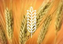 GRAIN CEREALS/ ALCOHOL MOLASSES