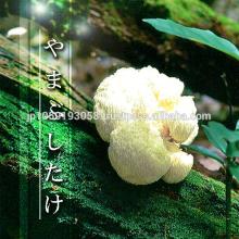 Japanese healthy food supplement made from lion's mane mushroom