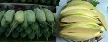  Mango  Thai