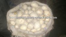 Fresh potato 25kg bags