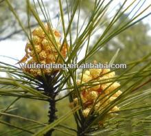 factory wholesale pine pollen extract