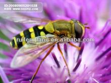 green healthy food bee pollen tea
