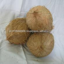fresh coconuts for sale