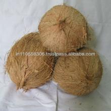 quality mature coconuts from tamilnadu