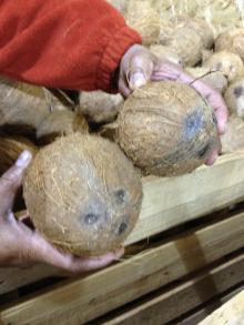 Dry coconuts