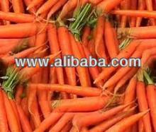 carrot
