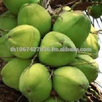 Bulk Organic Fresh Young Coconut, (Diamond Shape, Polished Shape) Available Now!!!!