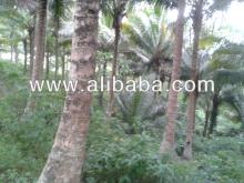 COCONUT  FARM 