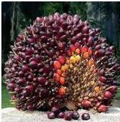 Oil palm
