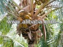 Matured Coconuts