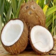 Raw Matured Coconut