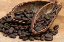 Cocoa Chocolate, Cocoa Beans