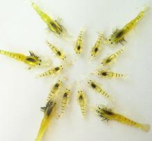 vintage sardine 4CM/7CM fishy smell soft shrimps free fishing baits