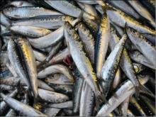 SARDINE FISH,MACKEREL FISH, TILAPIA FISH, FROZEN FISH