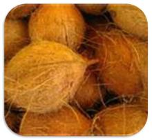 Fresh  whole   coconuts 