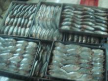 SARDINE GOOD QUALITY