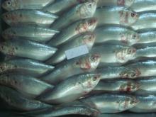 FROZEN SARDINE VIET NAM