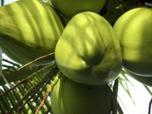 fresh coconut, coconut coprai,coconut pith& coco pith