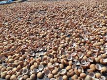 Coconut's copra