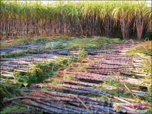 Brazilian  White   Sugar  as less below USD400