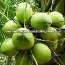 Fresh Coconut Water