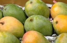 fresh ripe kesar mango
