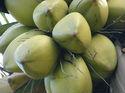  Fresh   Green  Coconut