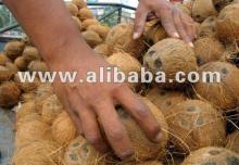 Fresh Coconuts for sale