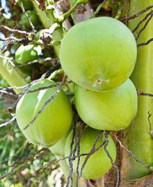 Fresh Coconut