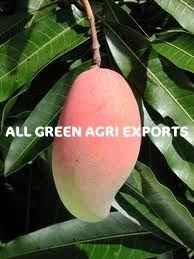 Fresh Mangos