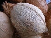 semi husked coconut supplier