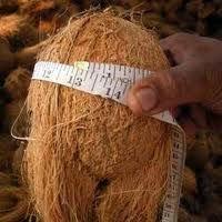 Husked mature coconut