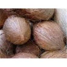 Wholesale mature coconuts