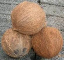 Fresh fully husked coconut
