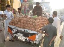 Fresh Coconuts for sale