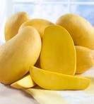 Fresh Mango high quality