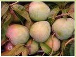 Fresh Mango of Viet Nam