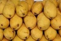 Fresh Mango 2011