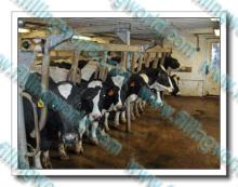 Fresh Milk Production Line, UHT Turn-key Milk Factory Project, MIlk Processing Line