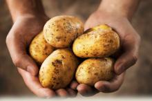 New Fresh Potato