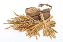 Wheat Flour  factory   direct 